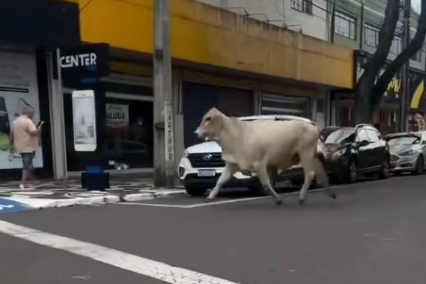 Umuarama não e pra amador não