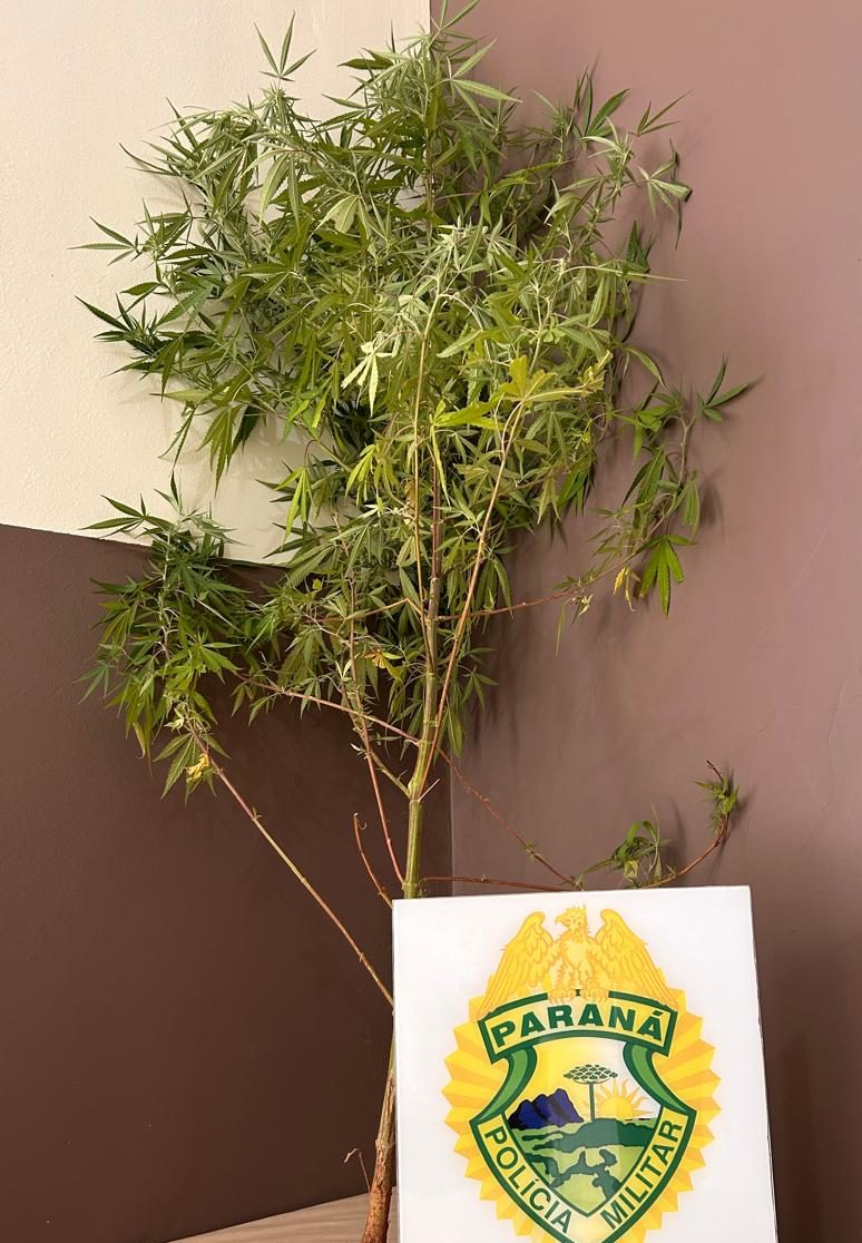 Cafezal do sul.