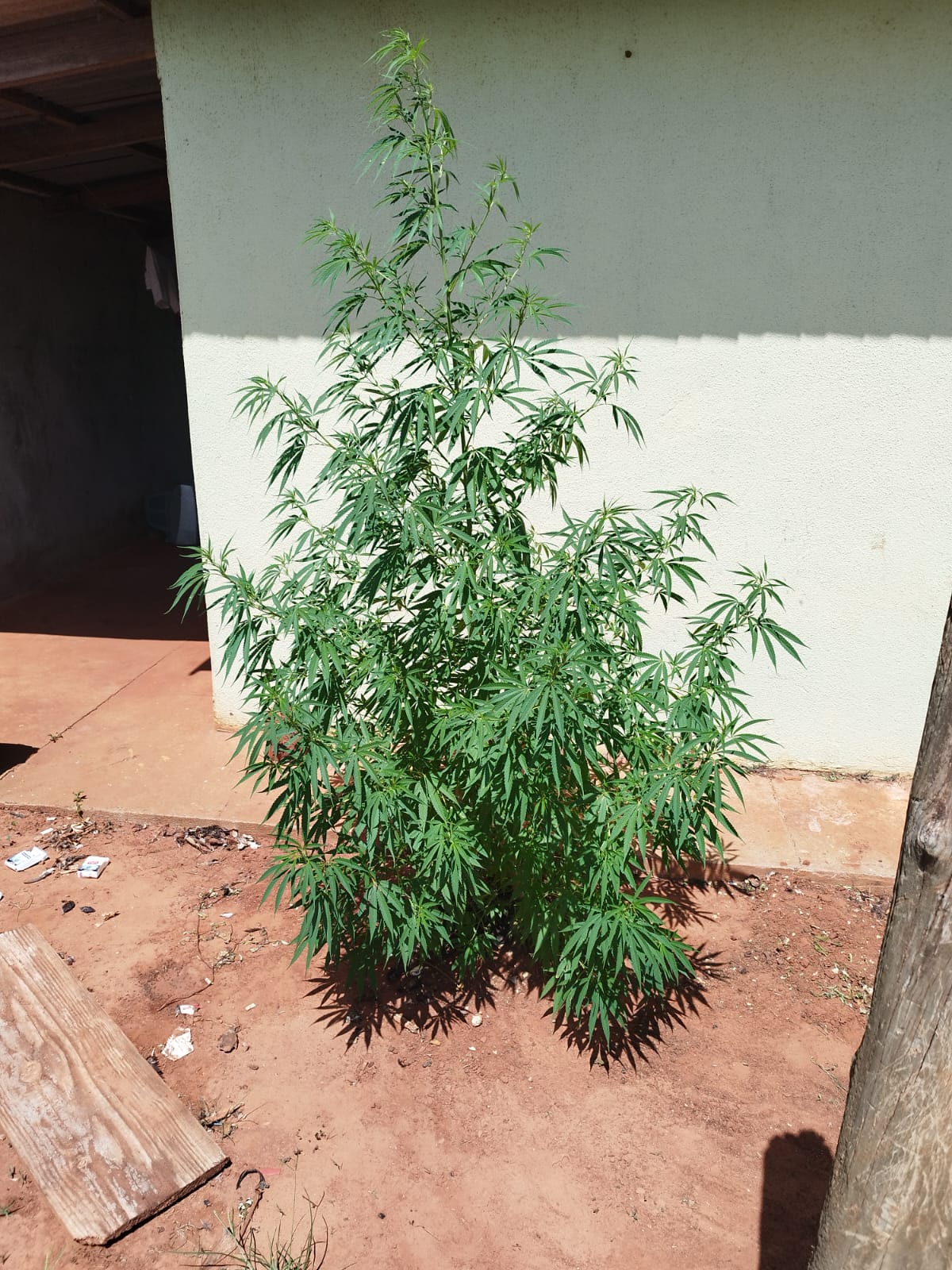 Drogas para consumo pessoal.