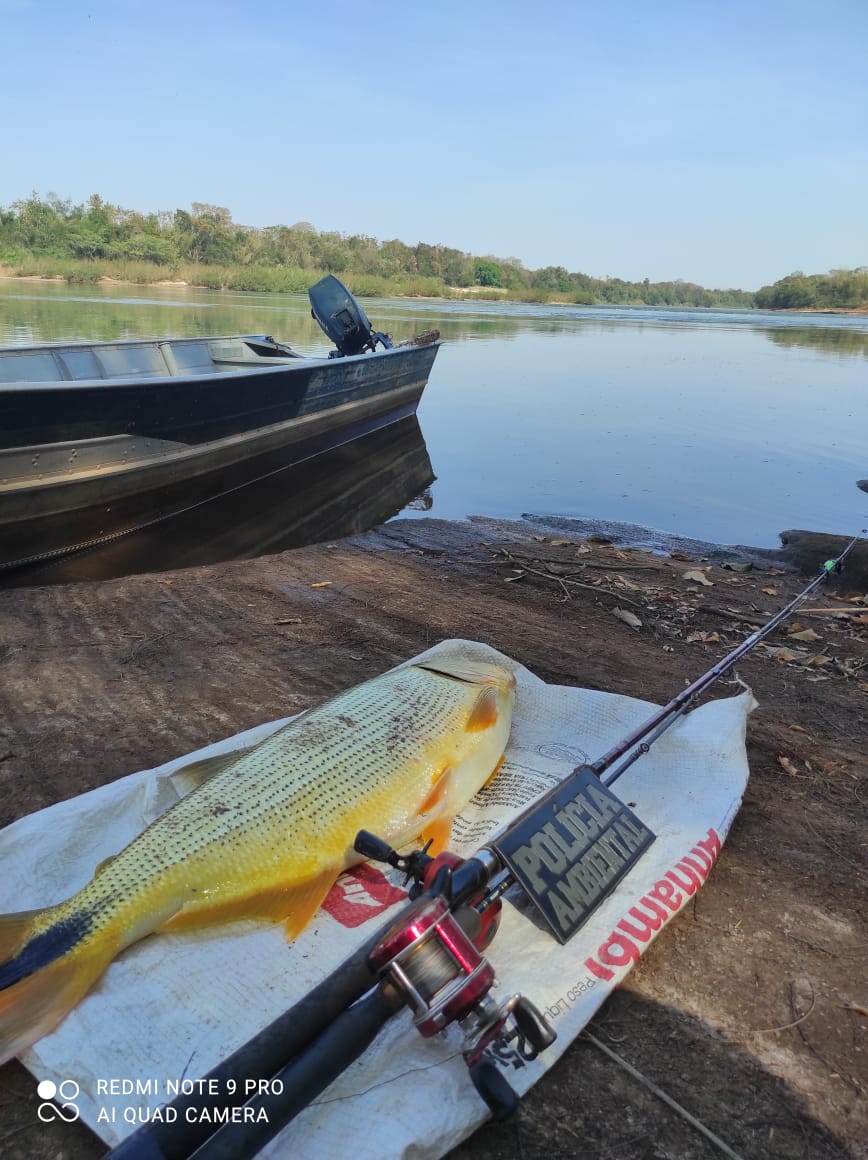 PESCAR ESPÉCIE QUE DEVE SER PRESERVADA, DOURADO E NÃO TER LICENÇA DE PESCA”