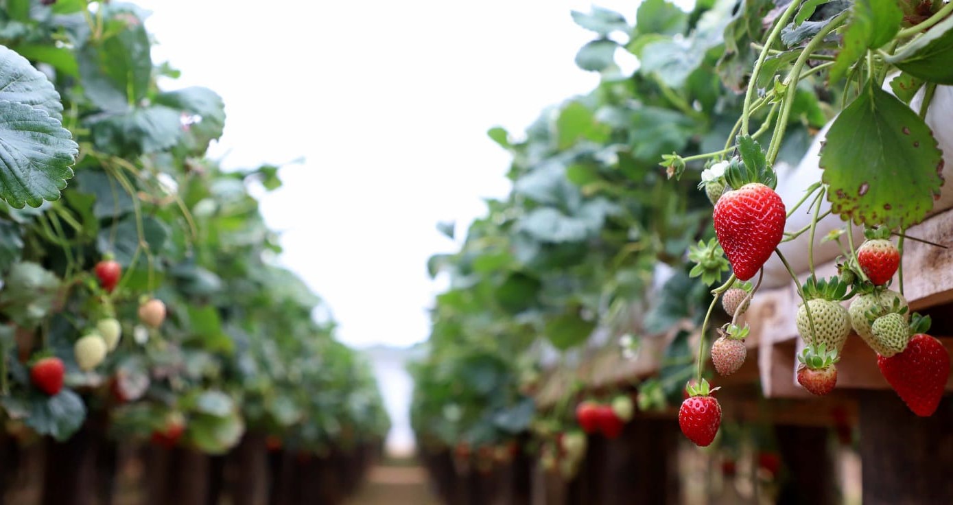 Expo Umuarama abre espaço para inovação com seminário sobre cultivo de morango semi-hidropônico