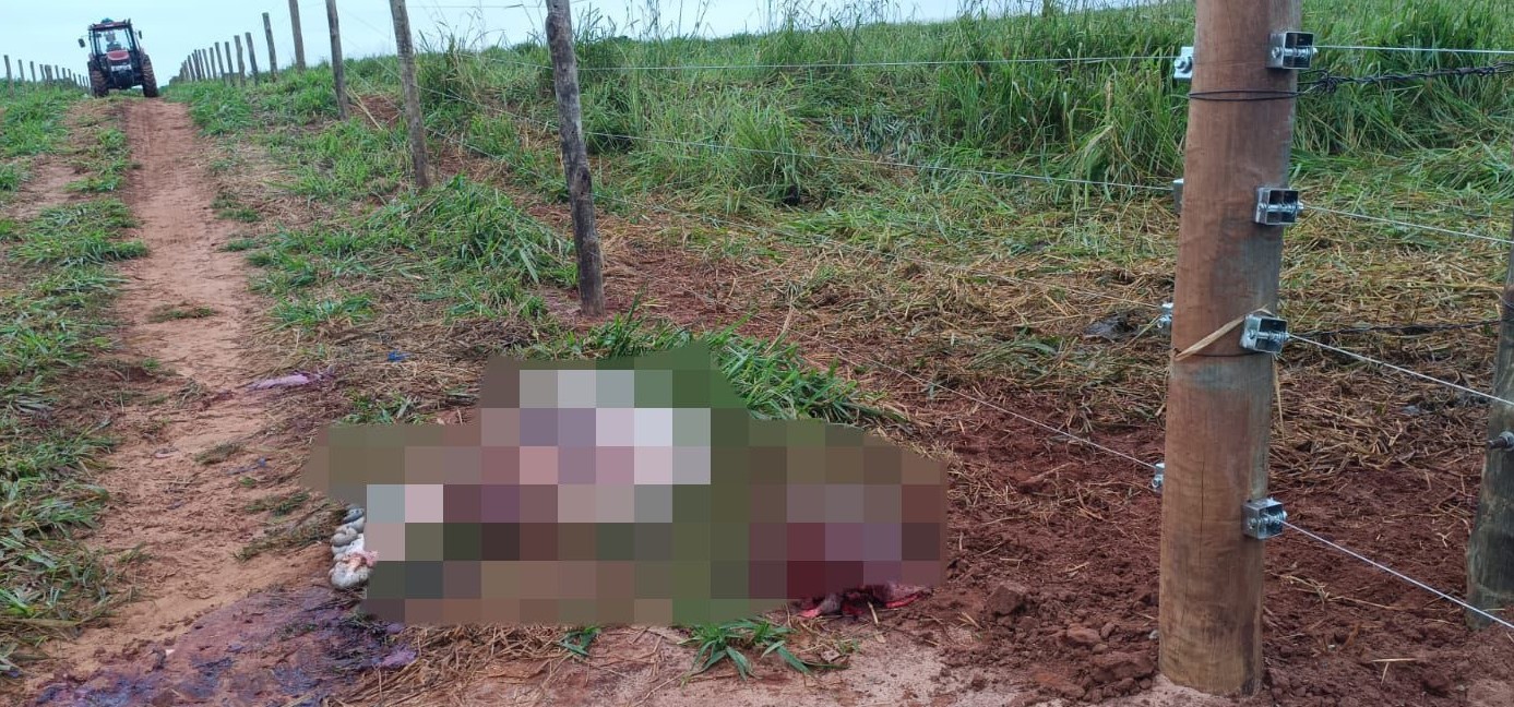 🚨 Furto de Semovente em Maria Helena: Polícia investiga caso de abigeato